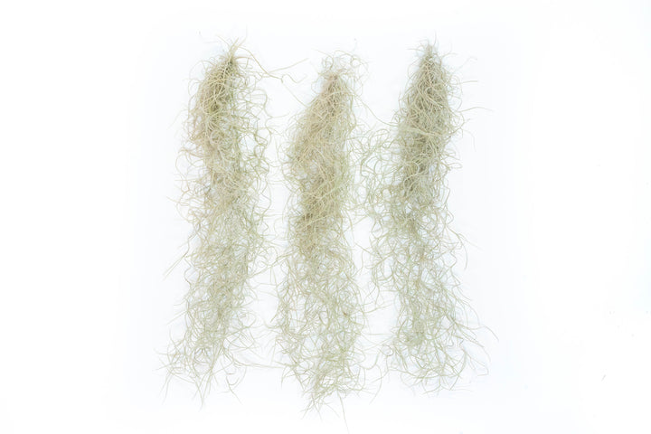 three tillandsia Guatemala Gray Spanish Moss air plant
