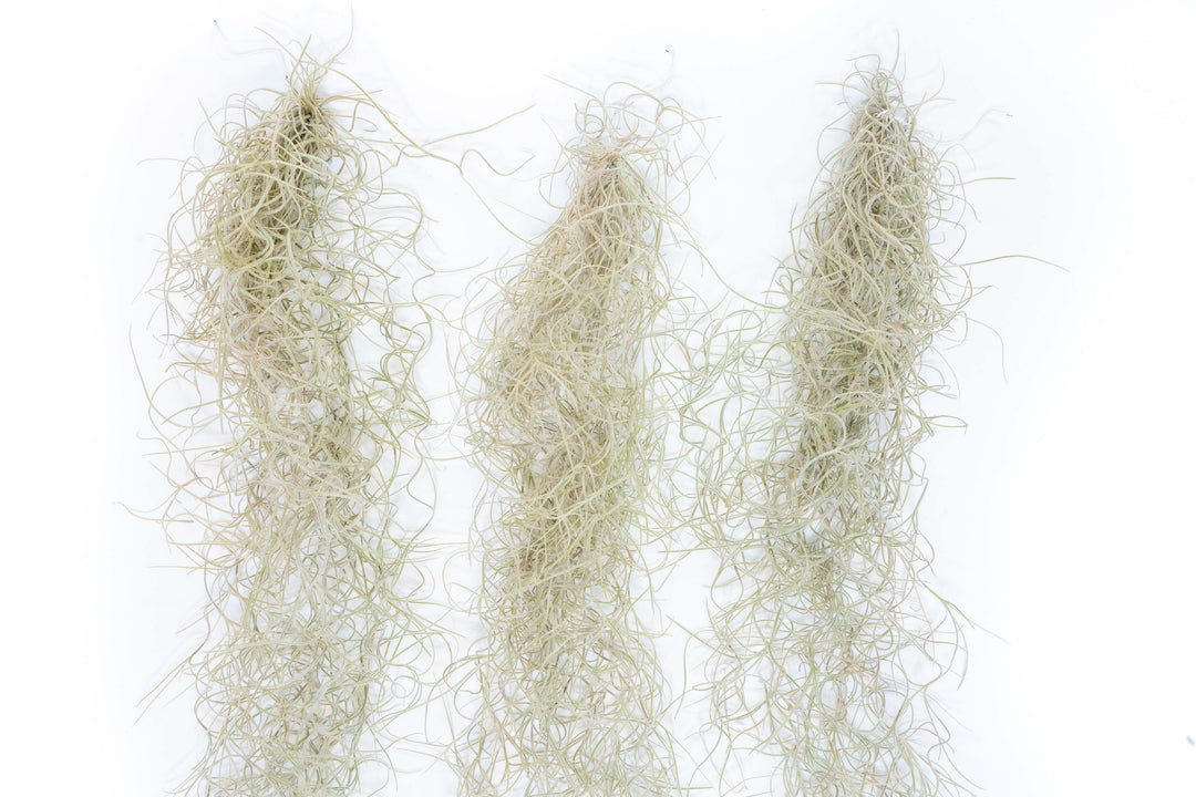three Tillandsia Guatemala Gray Spanish Moss air plant