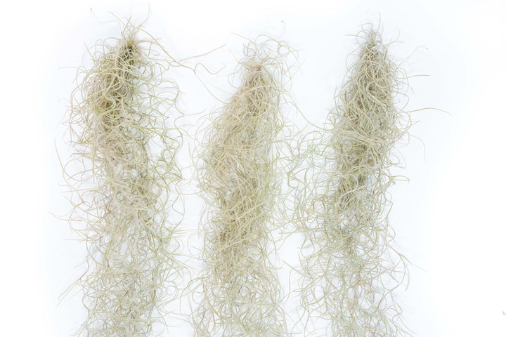 three Tillandsia Guatemala Gray Spanish Moss air plant