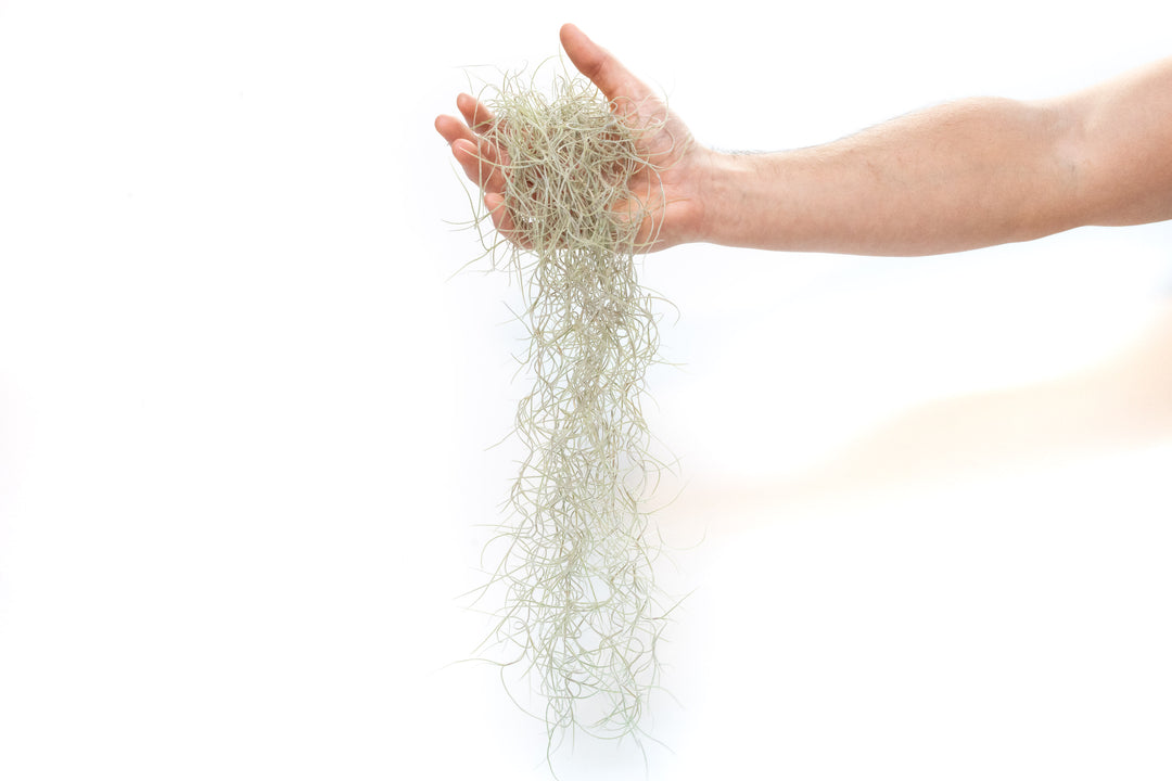 Tillandsia Guatemala Gray Spanish Moss air plant