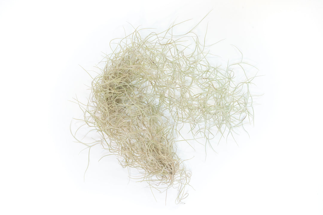 Tillandsia Guatemala Gray Spanish Moss air plant