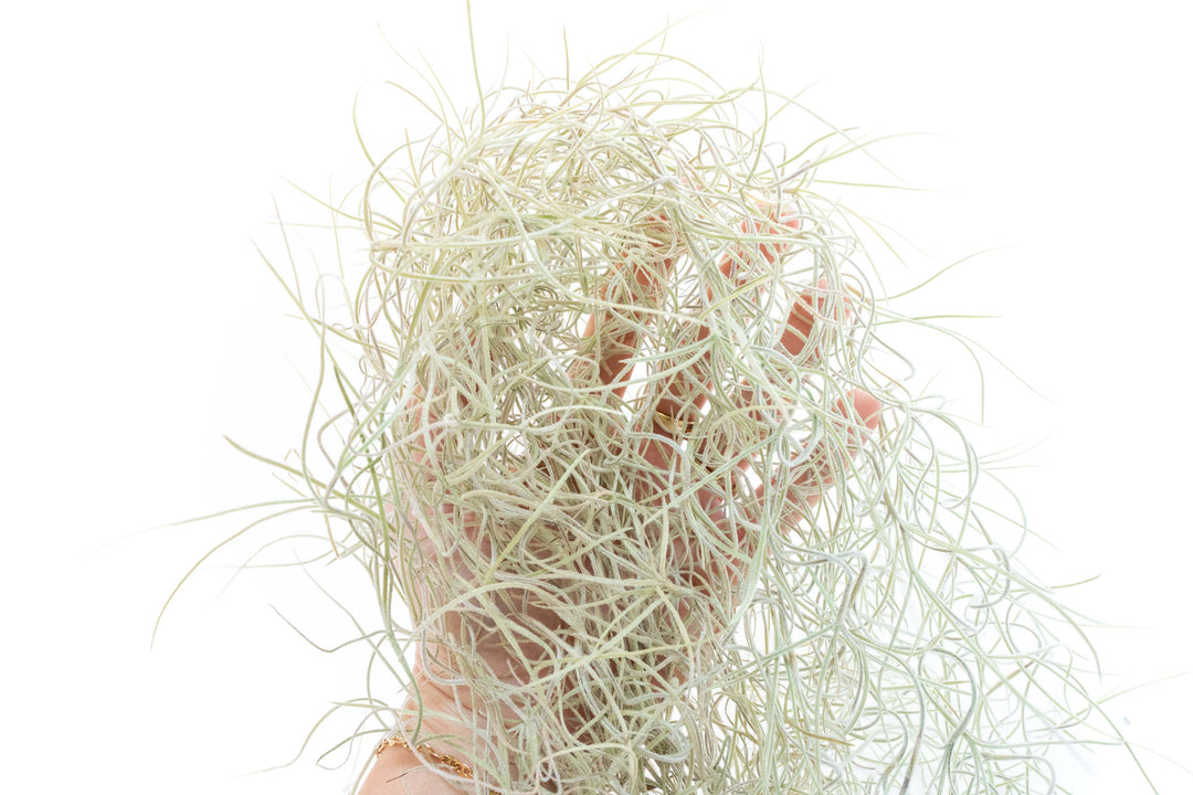 Tillandsia Guatemala Gray Spanish Moss air plant