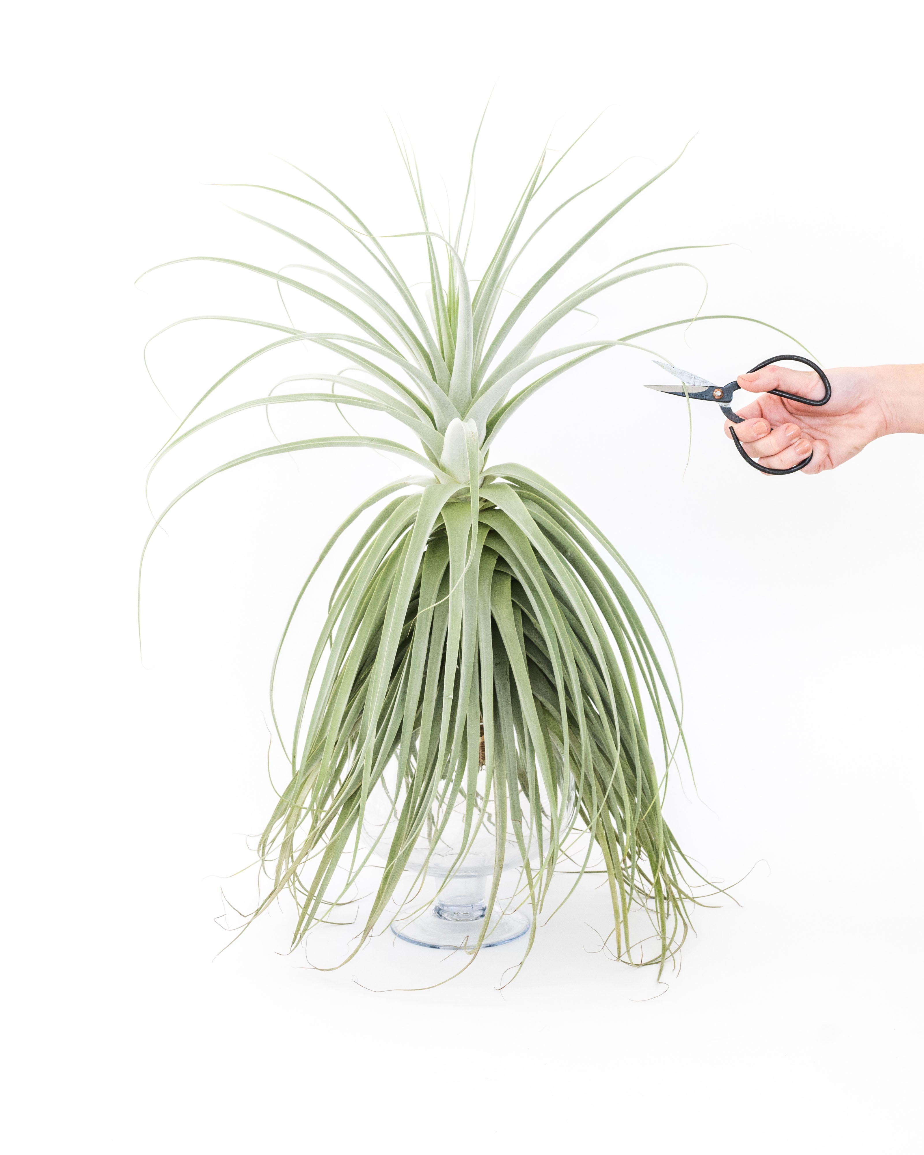 ねずみTillandsia Now in Bloom - Tillandsia Murorum Air Plants – Air Plant City