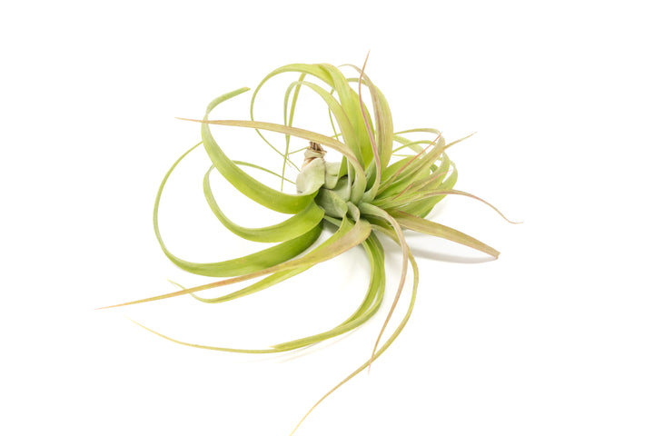 Wholesale - Tillandsia Streptophylla Hybrid variety 'Eric Knoblock' Air Plants