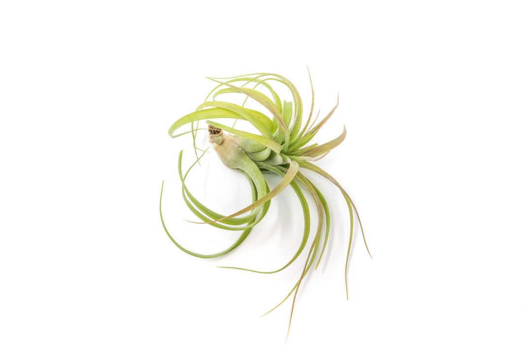 Wholesale - Tillandsia Streptophylla Hybrid variety 'Eric Knoblock' Air Plants