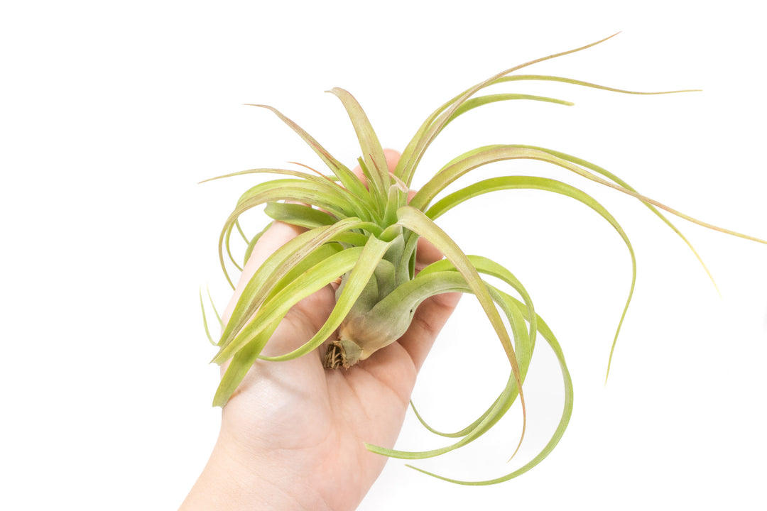 streptophylla air plant Wholesale