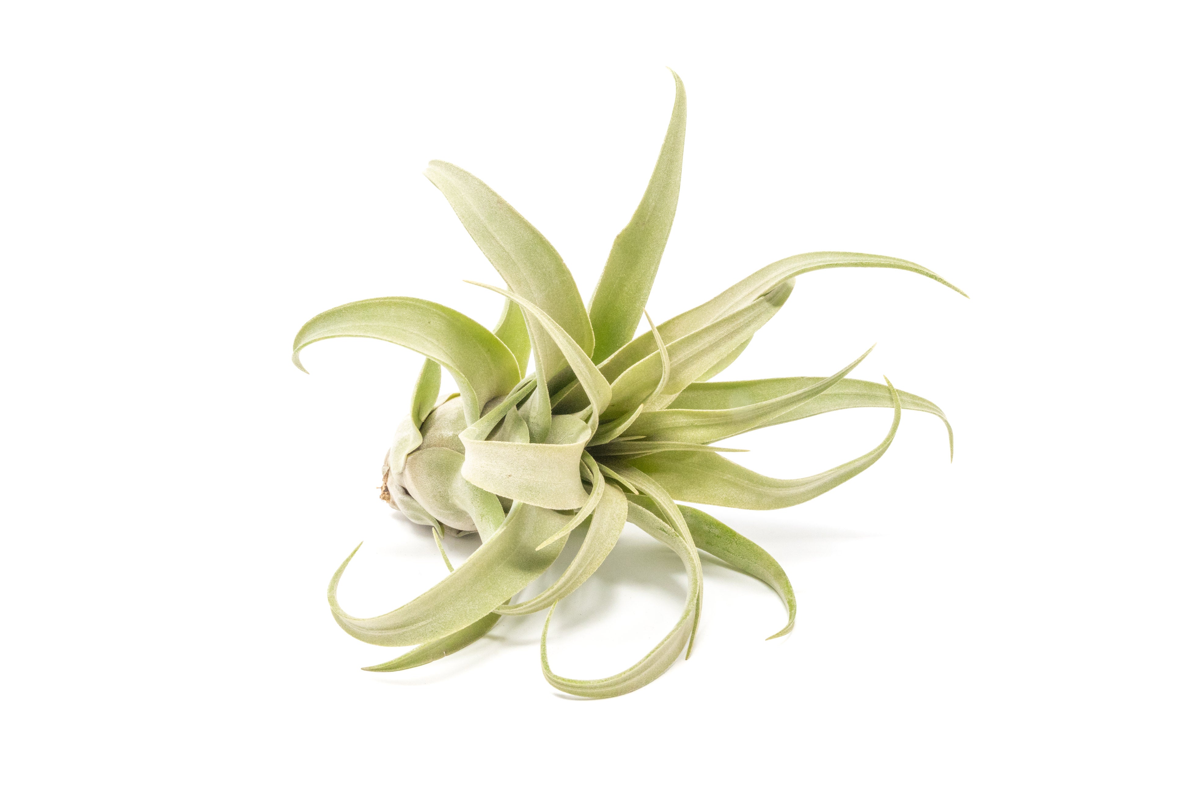 Tillandsia Streptophylla Air Plants - Multiple Sizes – Air Plant