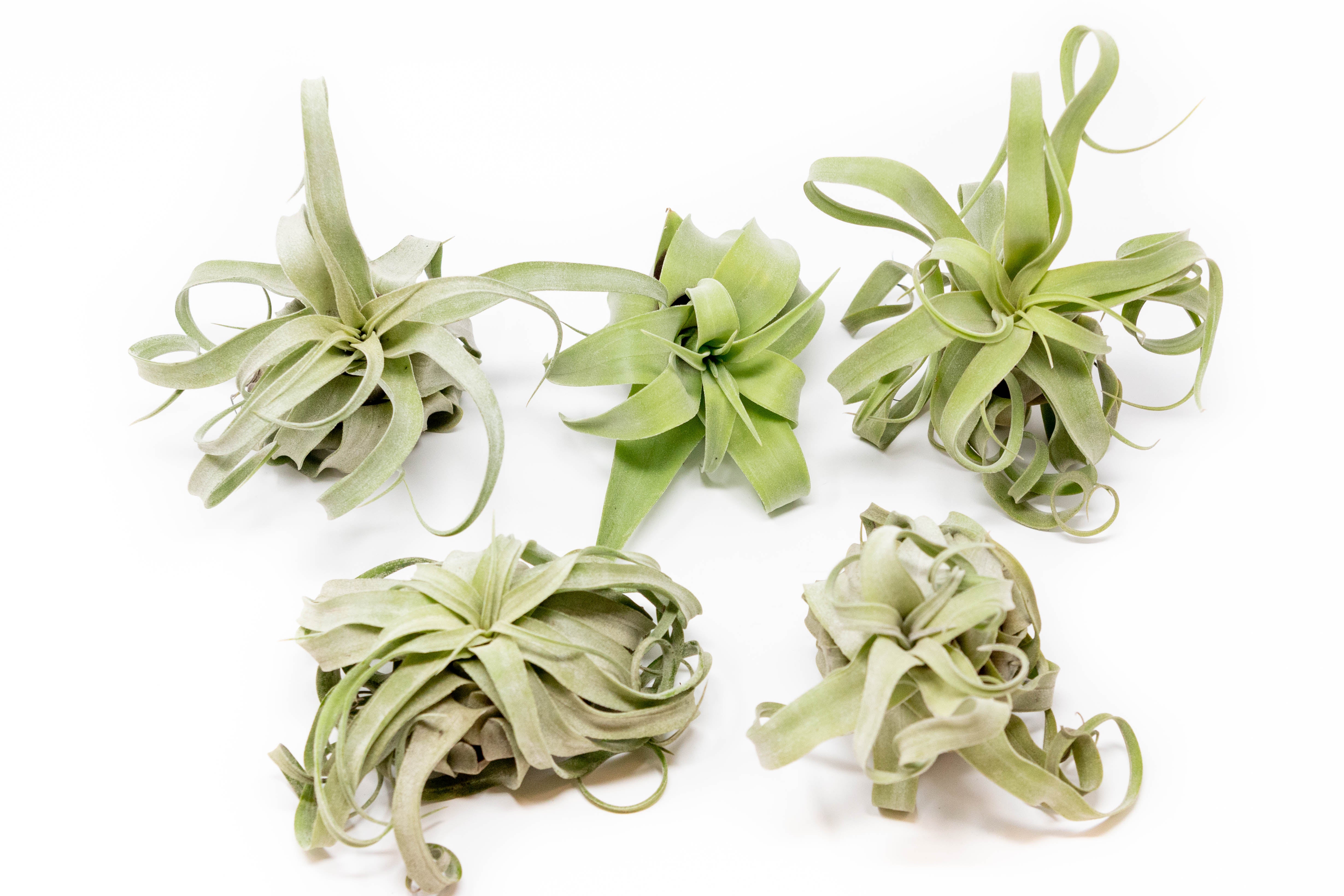 SALE - Tillandsia Streptophylla Air Plants - 30% Off