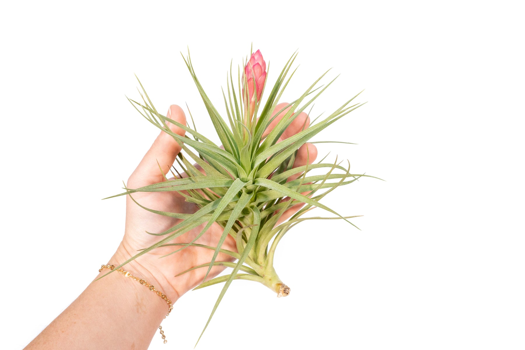 stricta green air plant Tillandsia Stricta Hybrid 'Magnificent' Air Plant