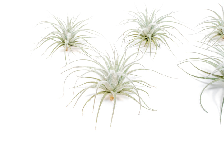 Wholesale Special - Small Tillandsia Tectorum Ecuador Air Plants