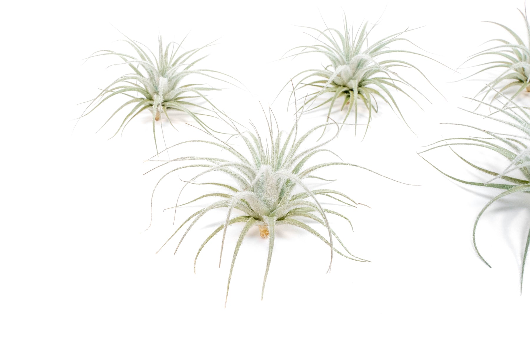 davis air plants Wholesale Special