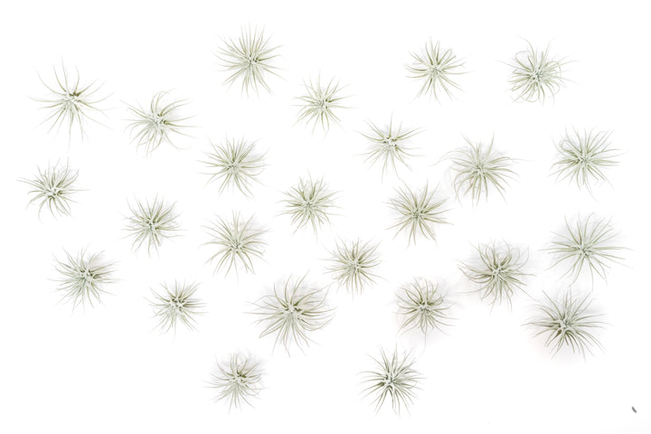 Wholesale Special - Small Tillandsia Tectorum Ecuador Air Plants