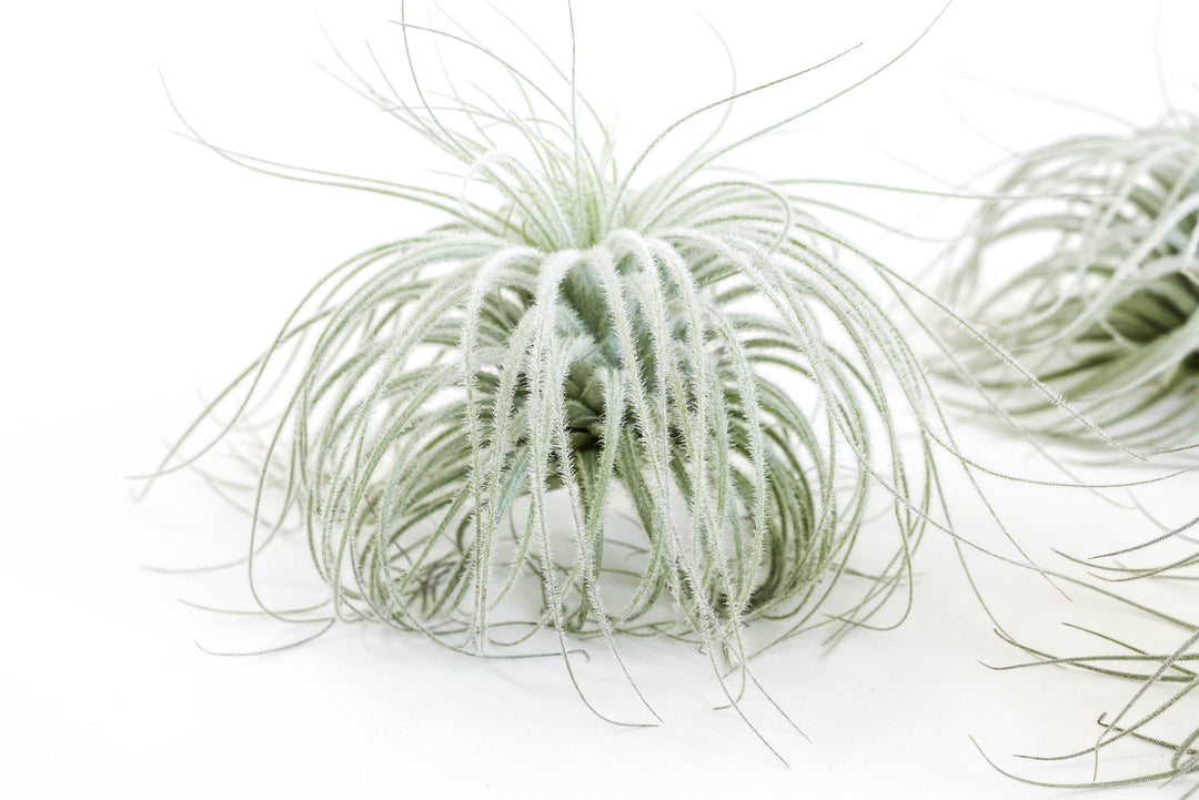 jumbo tillandsia tectorum ecuador air plant