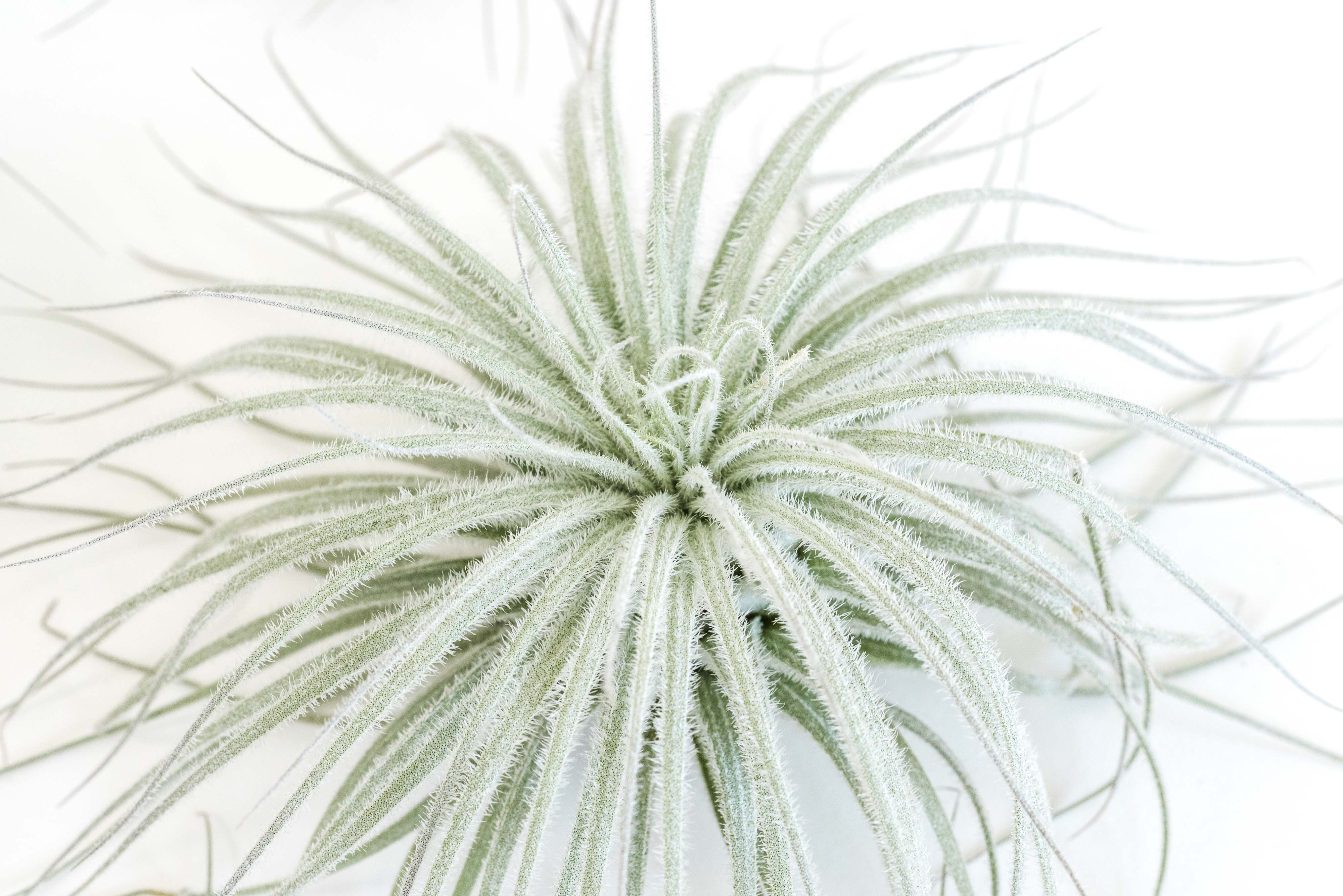 XL Tillandsia Tectorum Ecuador Air Plants