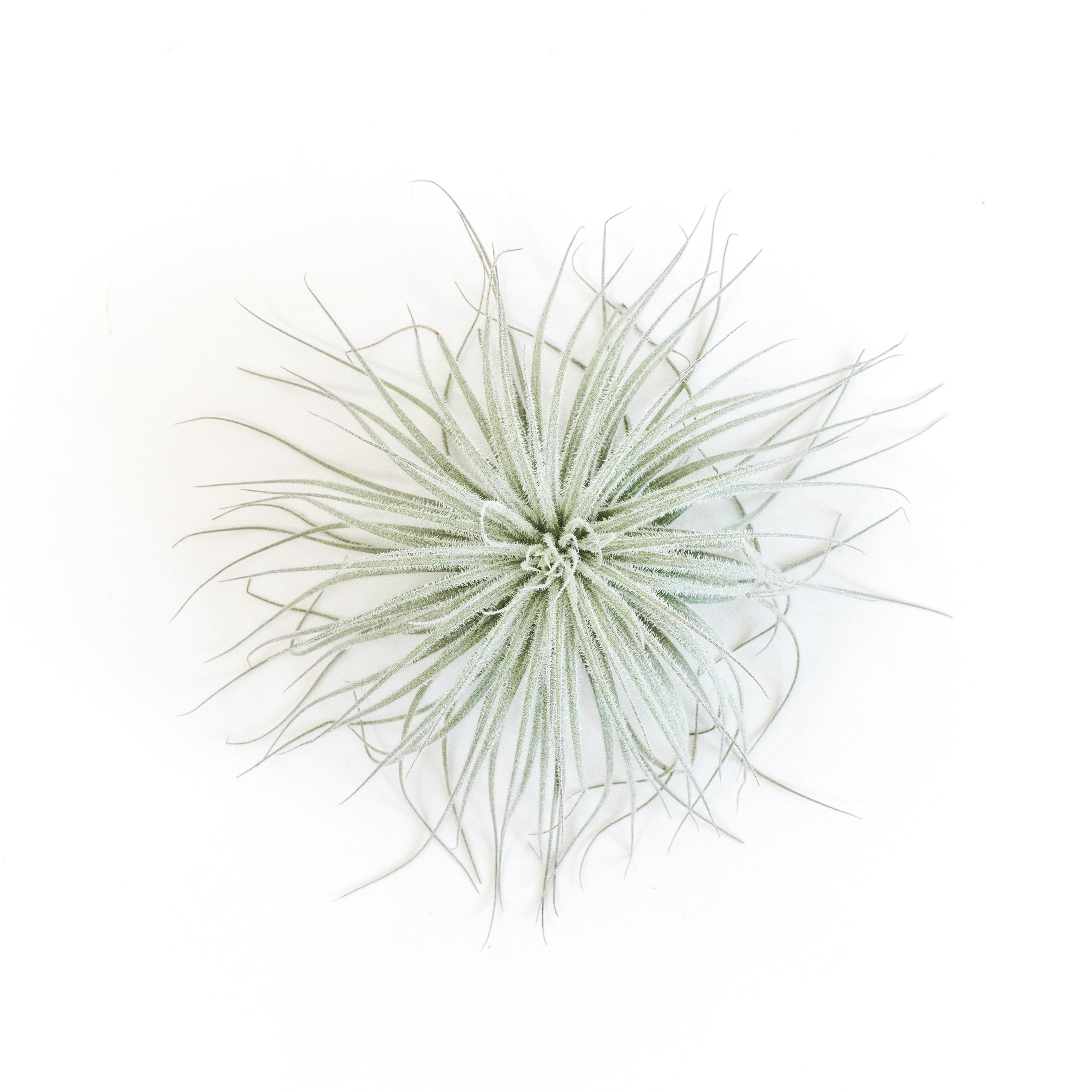 Tillandsia_Air_Plant_Tectorum_