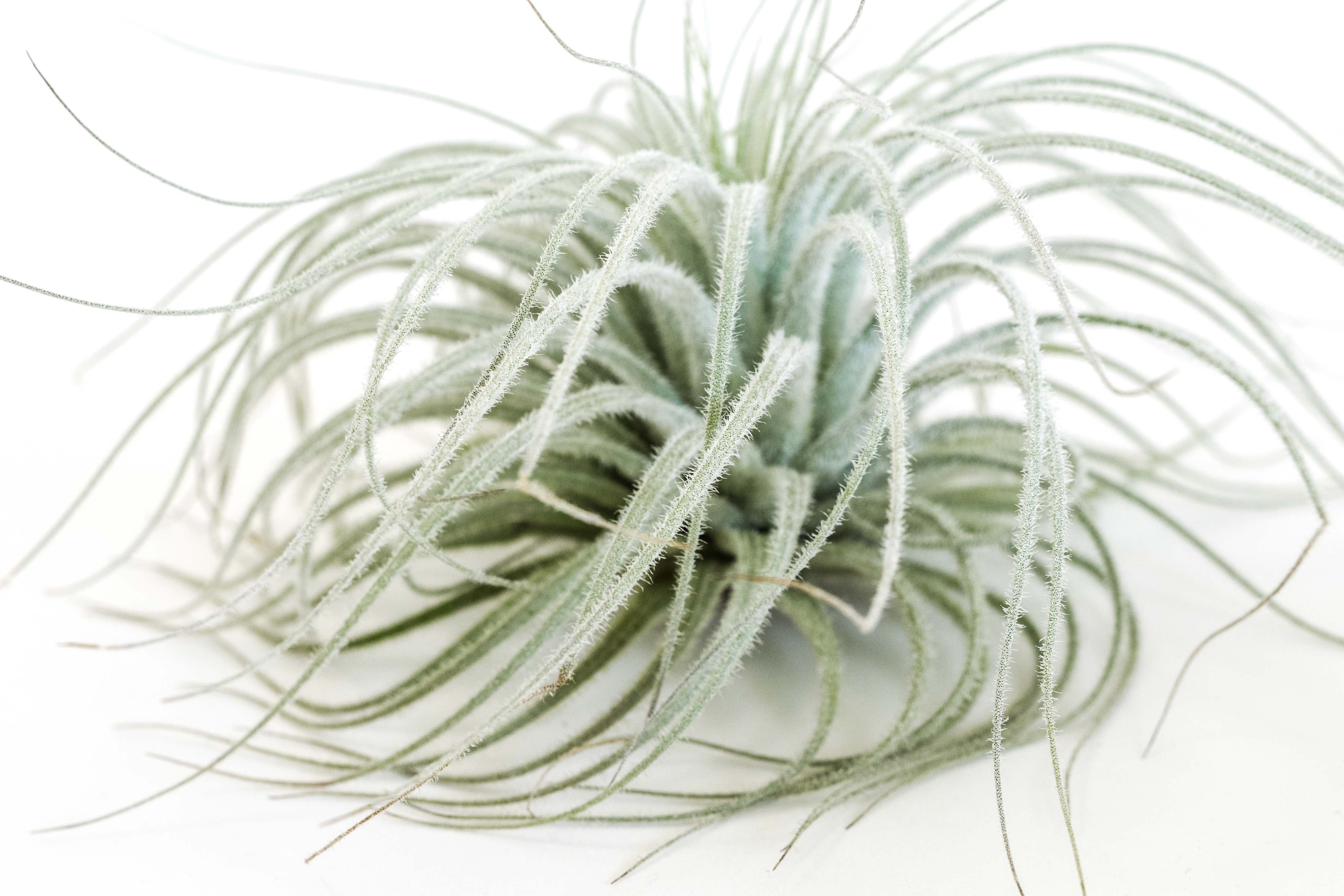 ねずみTillandsia Tectorum Ecuador (AKA Snowball) – Air Plant Hub