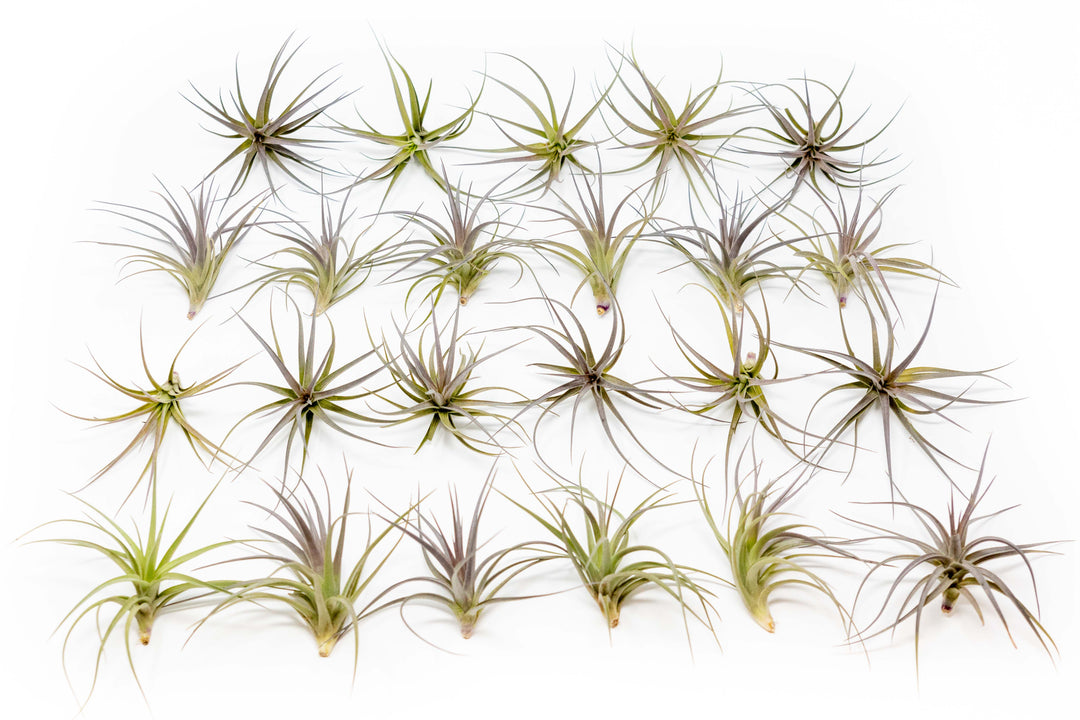 where to buy air plants wholesale Wholesale
