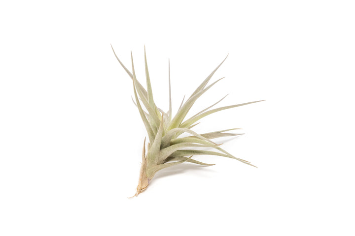 tillandsia tenuifolia air plant