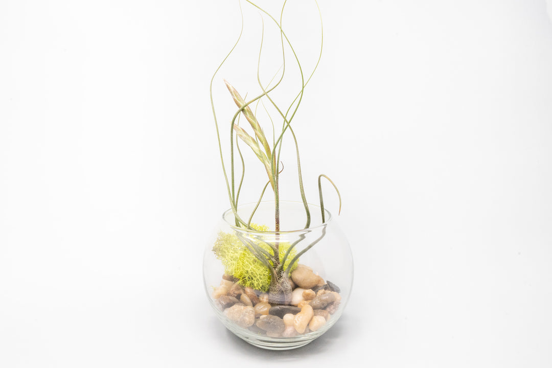 air plant arrangements for sale Complete Bubble Trio Terrariums with Tillandsia Juncea, Butzii, and Harrisii Air Plants