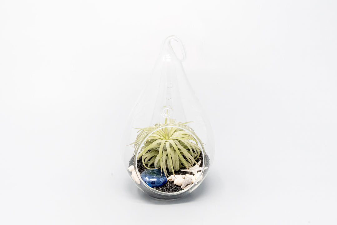 Teardrop Beach Terrariums with Black Sand