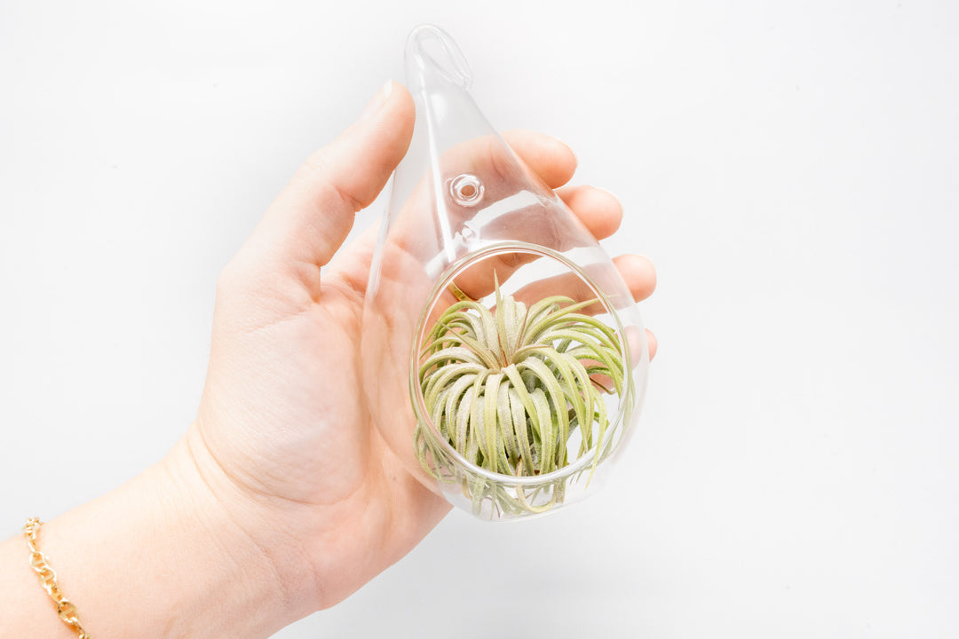 Wholesale - Case Pricing with Free Shipping / Teardrop Glass Terrariums