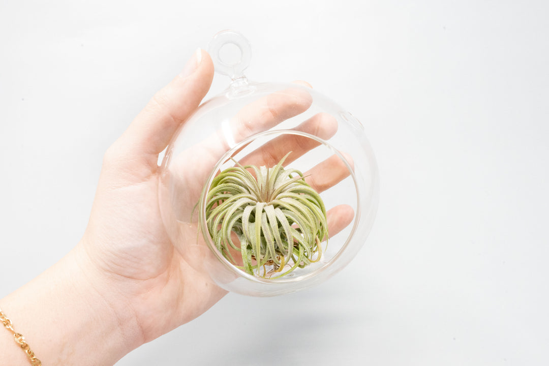 Wholesale - Hanging Flat Bottom Glass Terrariums