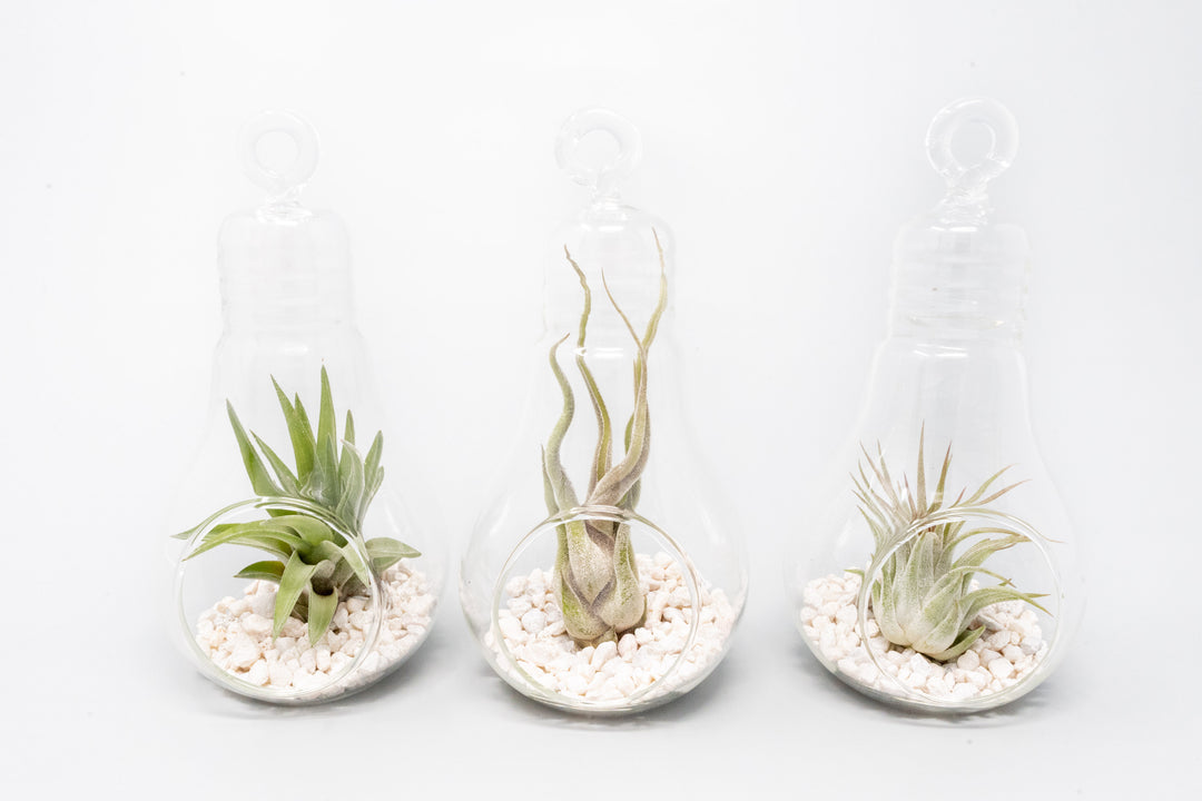 air plant terrarium kit Hanging Light Bulb Terrarium with Crushed White Stones and Tillandsia Air Plant