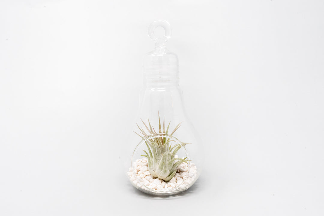 light bulb air plant terrarium Hanging Light Bulb Terrarium with Crushed White Stones and Tillandsia Air Plant