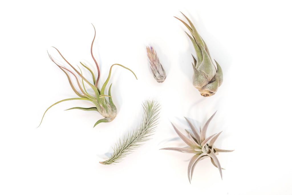 Tillandsia_Air_Plant_Variety_P