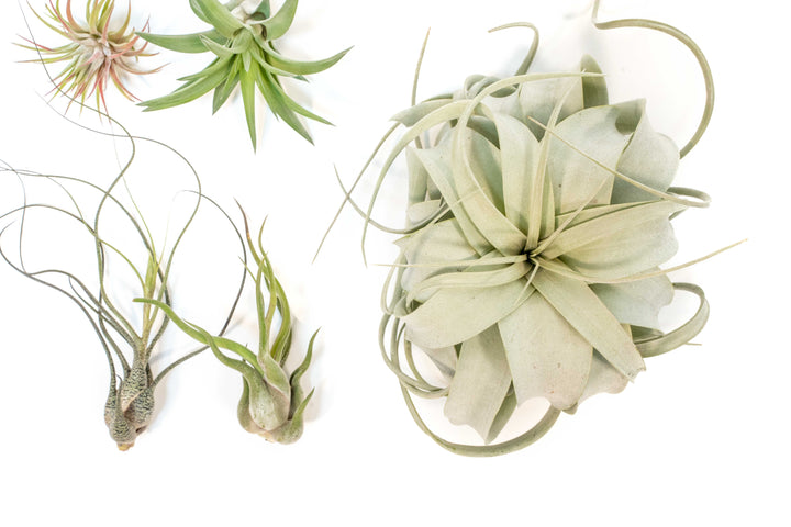 Tillandsia xerographica, ionantha guatemala, velutina, caput medusae and butzii air plants