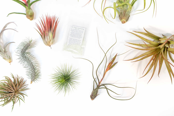 ten assorted premium tillandsia air plants and packet of fertilizer concentrate