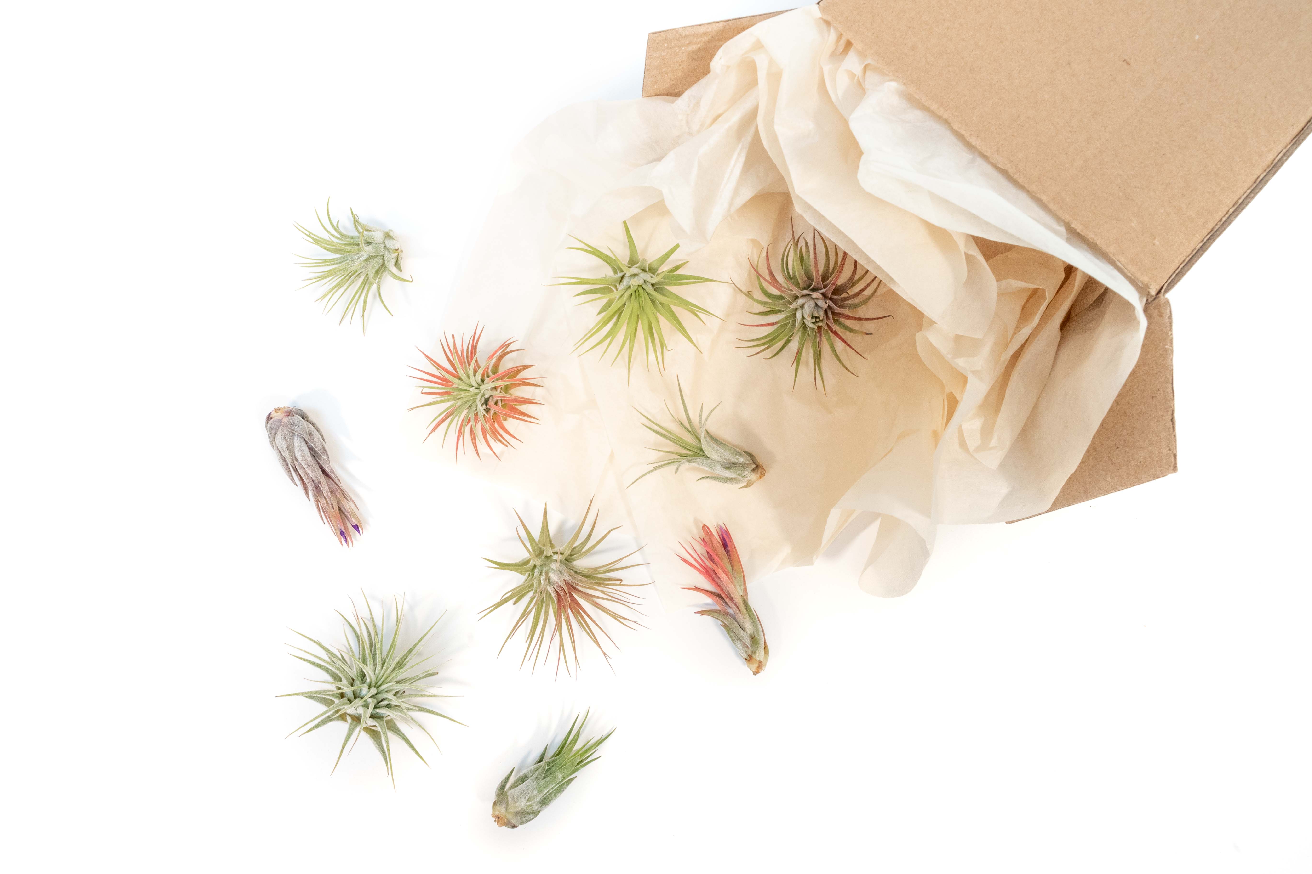 Tillandsia_Air_Plant_Variety_P Tillandsia_Air_Plant_Variety_P