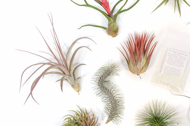 ten assorted premium tillandsia air plants and packet of fertilizer concentrate