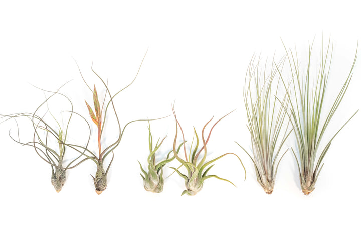 Two of each, Tillandsia Butzii, Caput Medusae and Juncea Air Plants