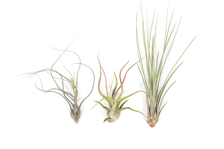Tillandsia Butzii, Caput Medusae and Juncea Air Plants