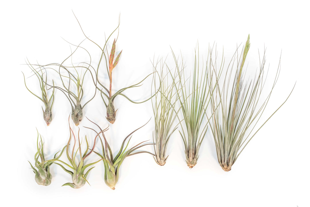 three of each, Tillandsia Butzii, Caput Medusae and Juncea Air Plants