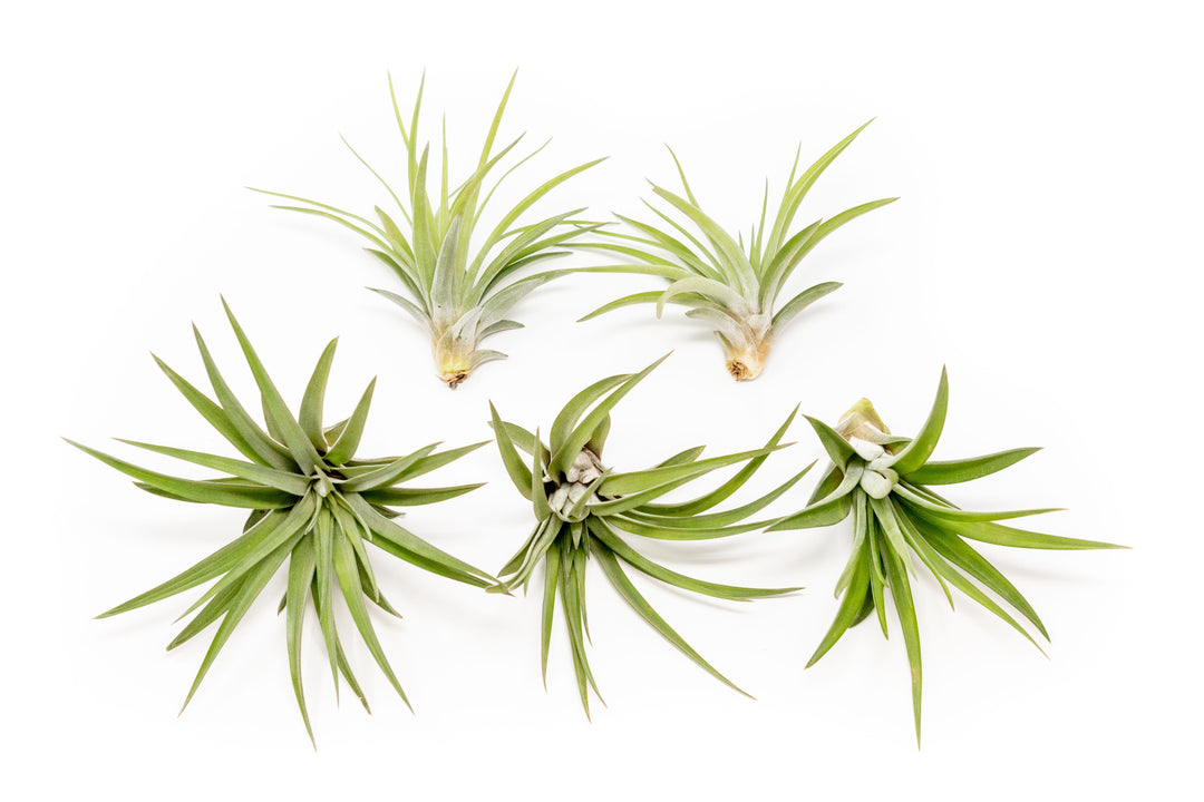 five large tillandsia velutina air plants