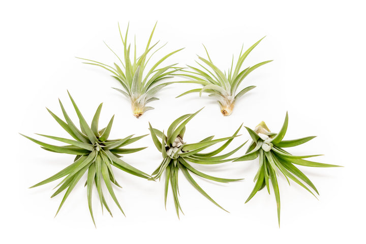 five large tillandsia velutina air plants