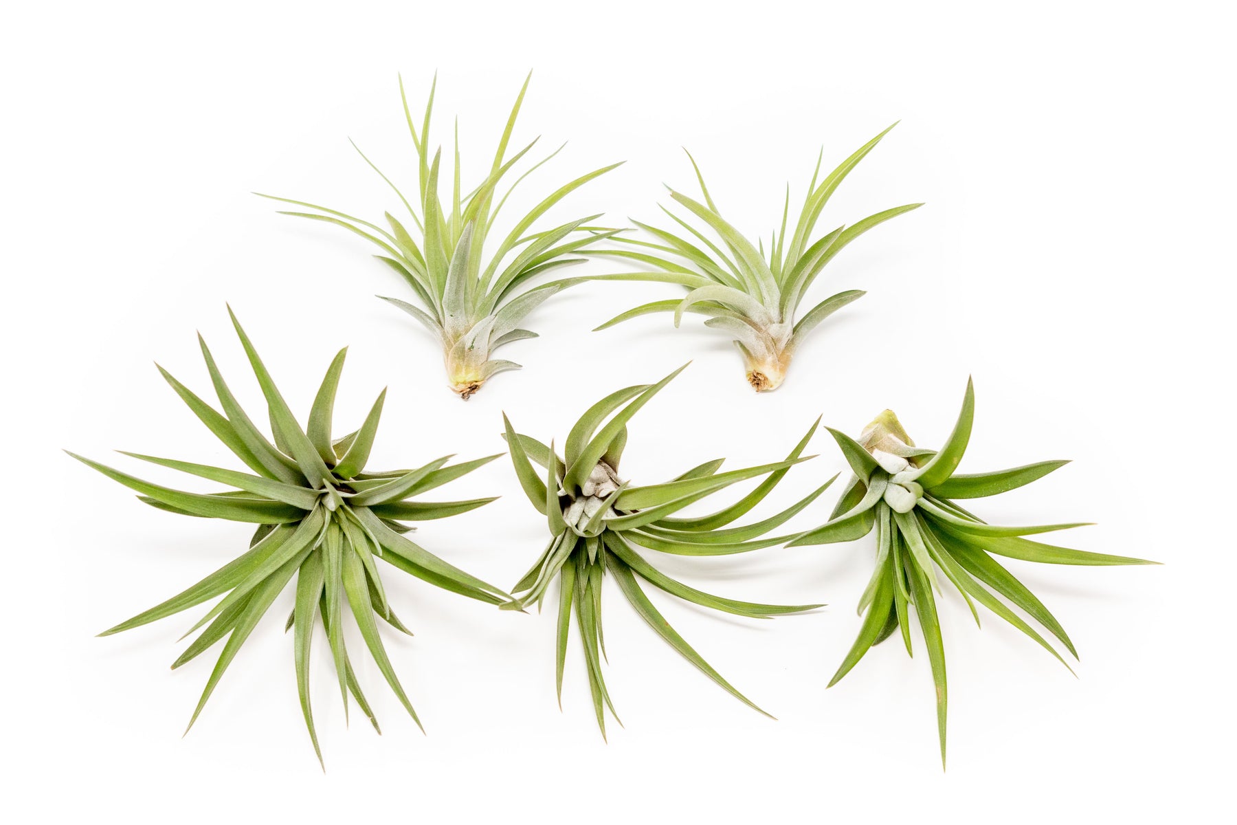 luftikus air plants Tillandsia Velutina Air Plants
