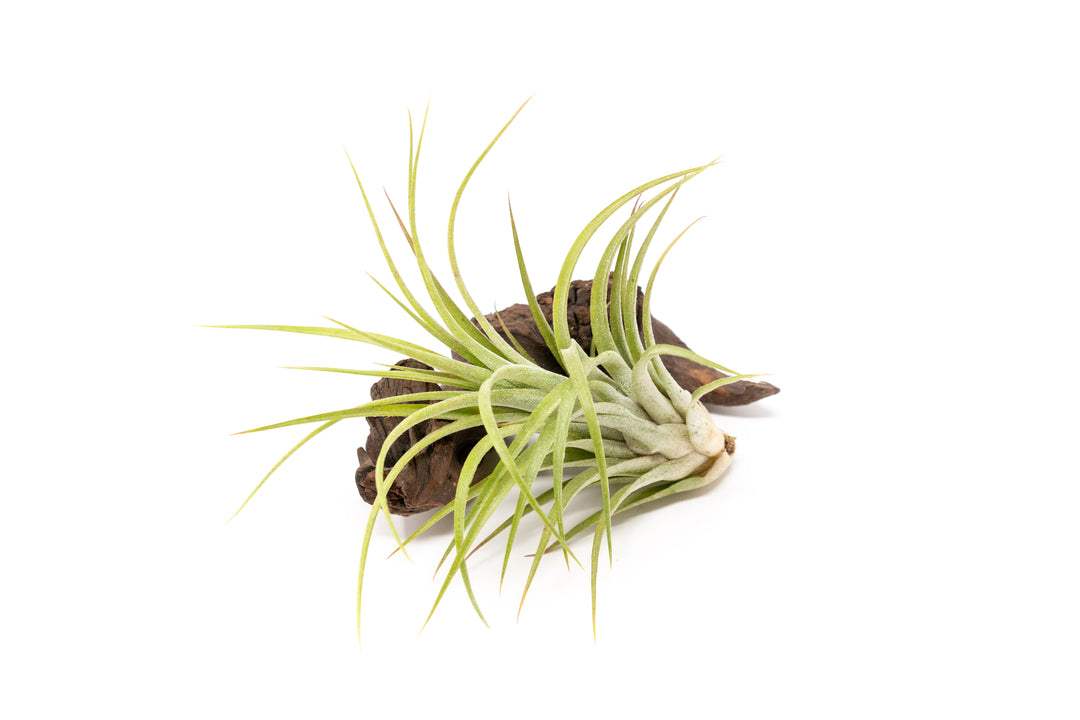 TIllandsia Ionantha Brachycaulos X Ionantha 'Victoriana' Air Plants