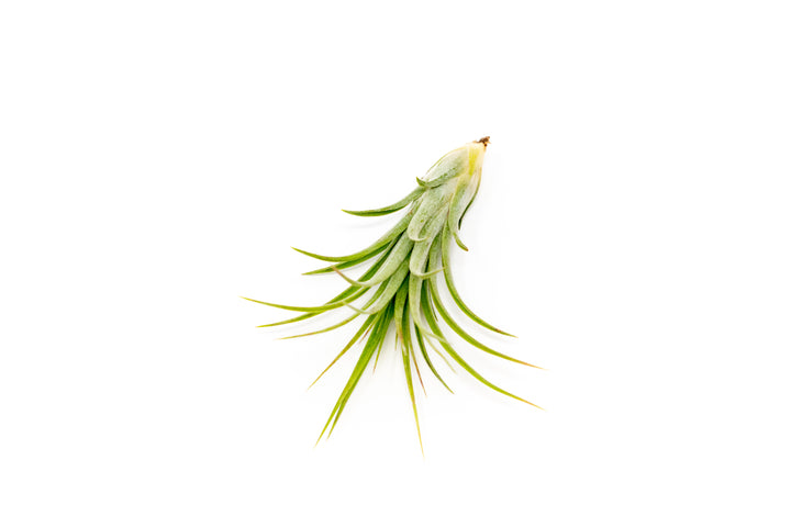 TIllandsia Ionantha Brachycaulos X Ionantha 'Victoriana' Air Plants