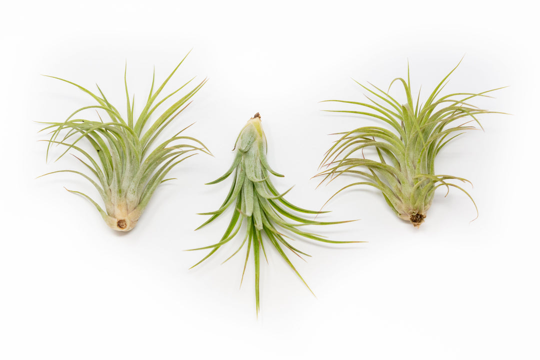 TIllandsia Ionantha Brachycaulos X Ionantha 'Victoriana' Air Plants