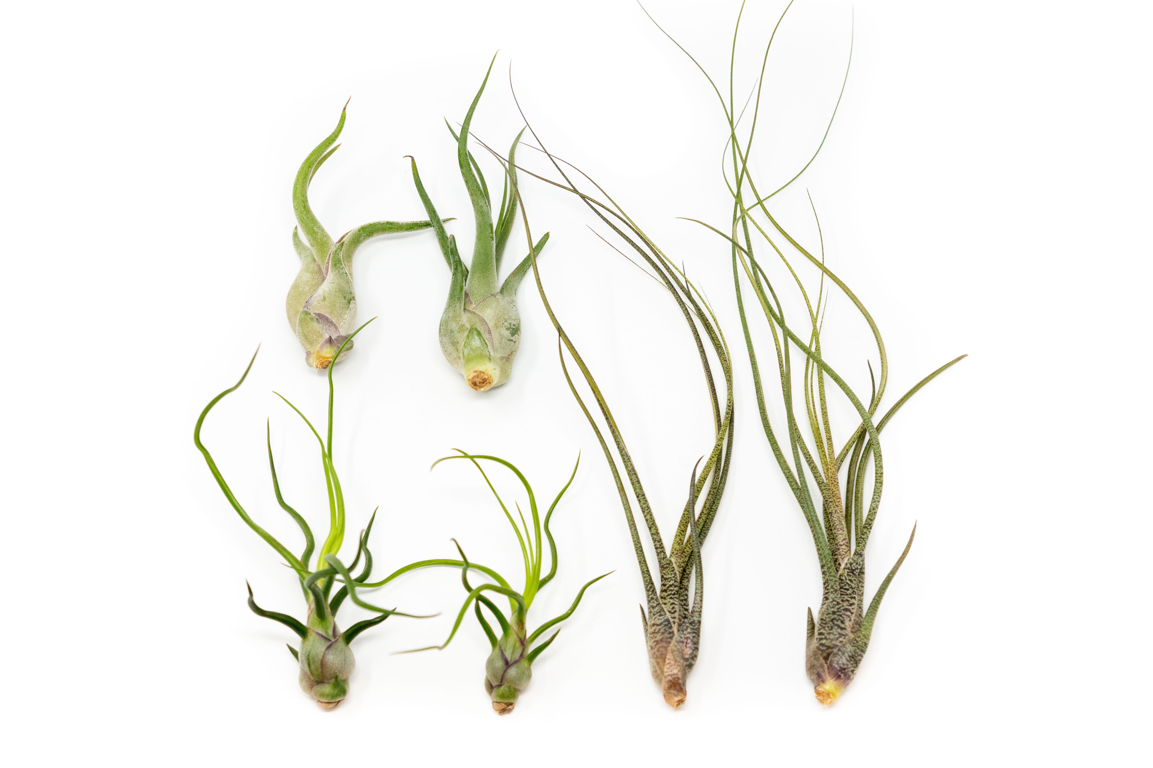 Tillandsia_Air_Plant_Wild_Ones