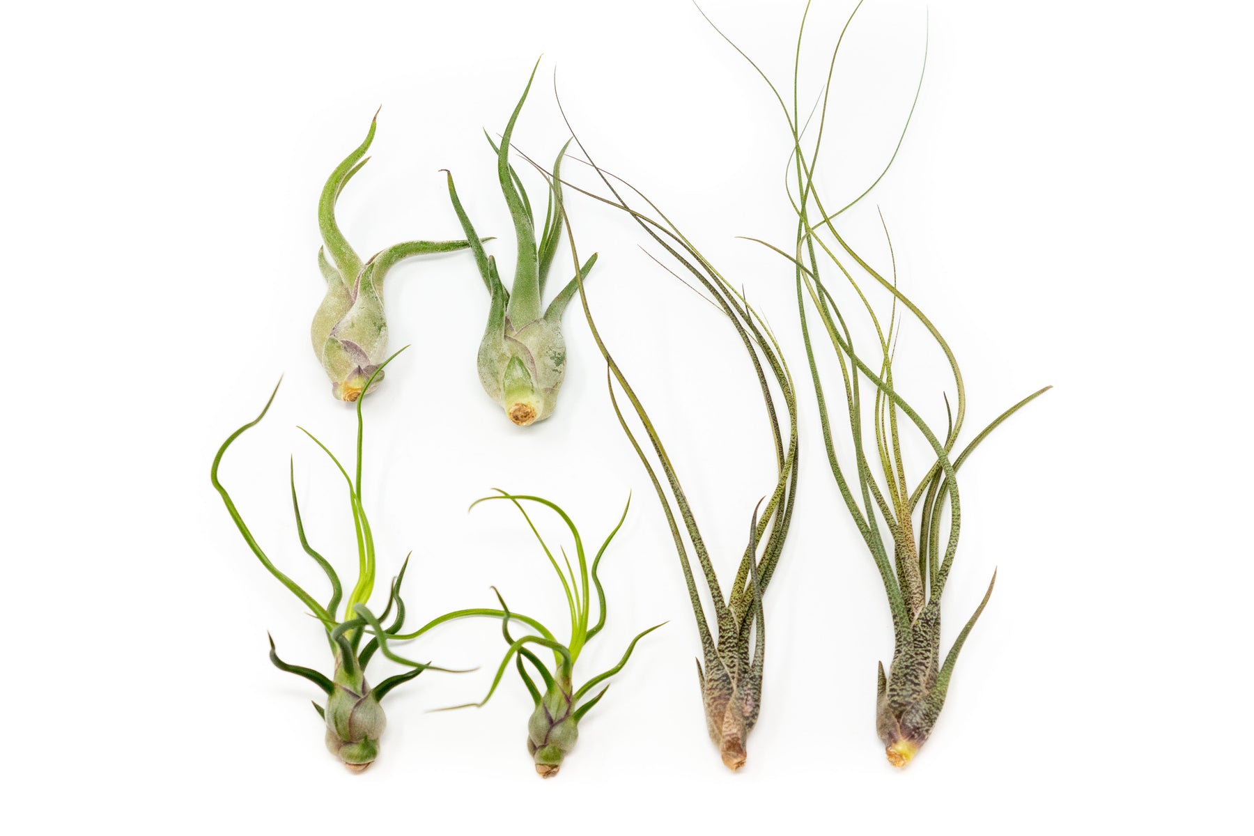air plant in wild The Wild Things Collection of Tillandsia Air Plants