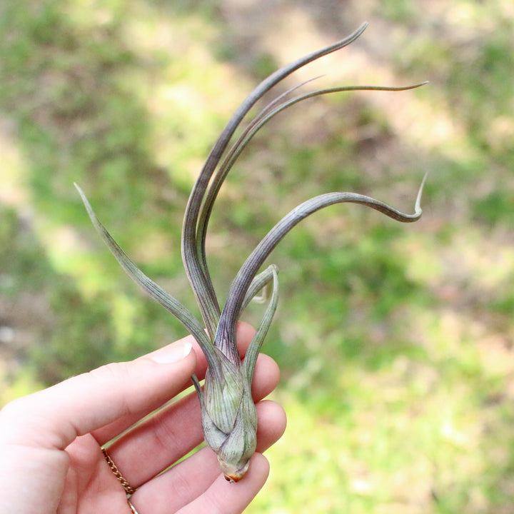 Wholesale Special - Tillandsia Baileyi Air Plants