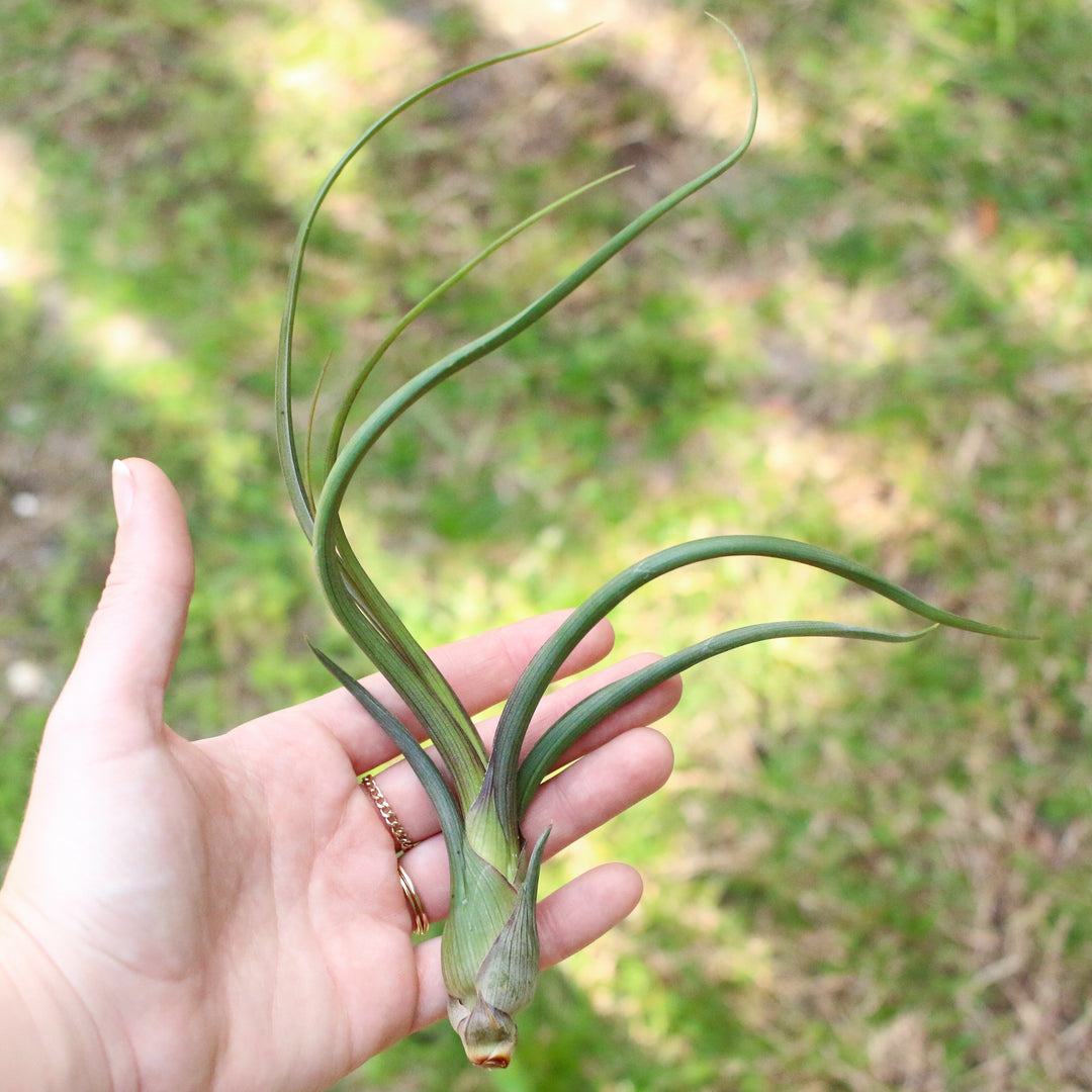 Wholesale Special - Tillandsia Baileyi Air Plants