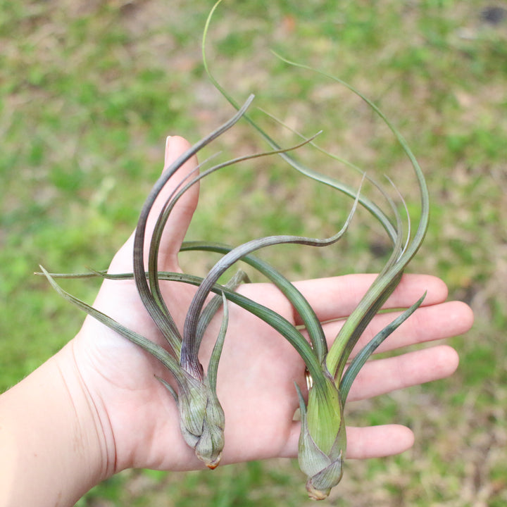 Wholesale Special - Tillandsia Baileyi Air Plants