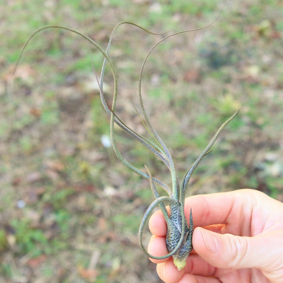 Wholesale - Tillandsia Butzii Air Plants