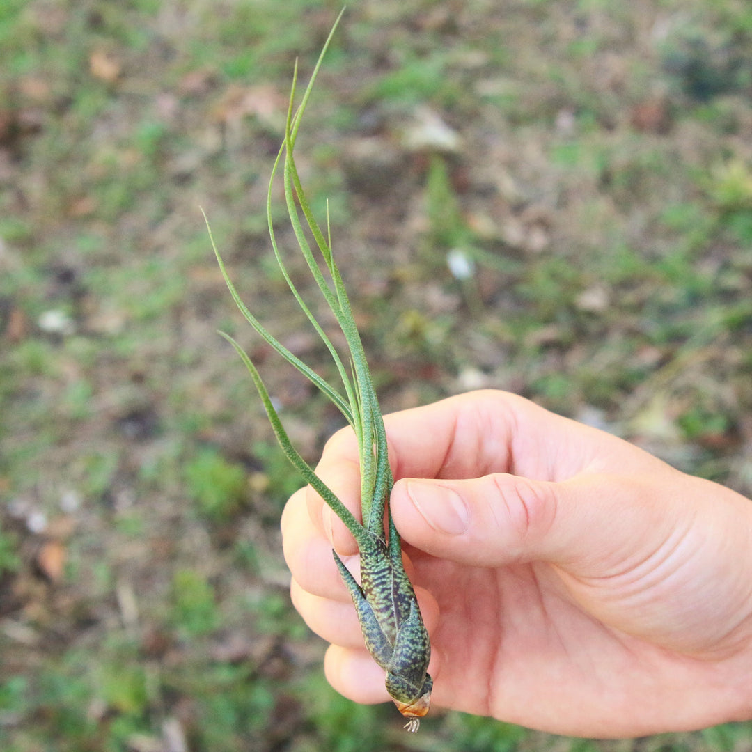 Wholesale - Tillandsia Butzii Air Plants