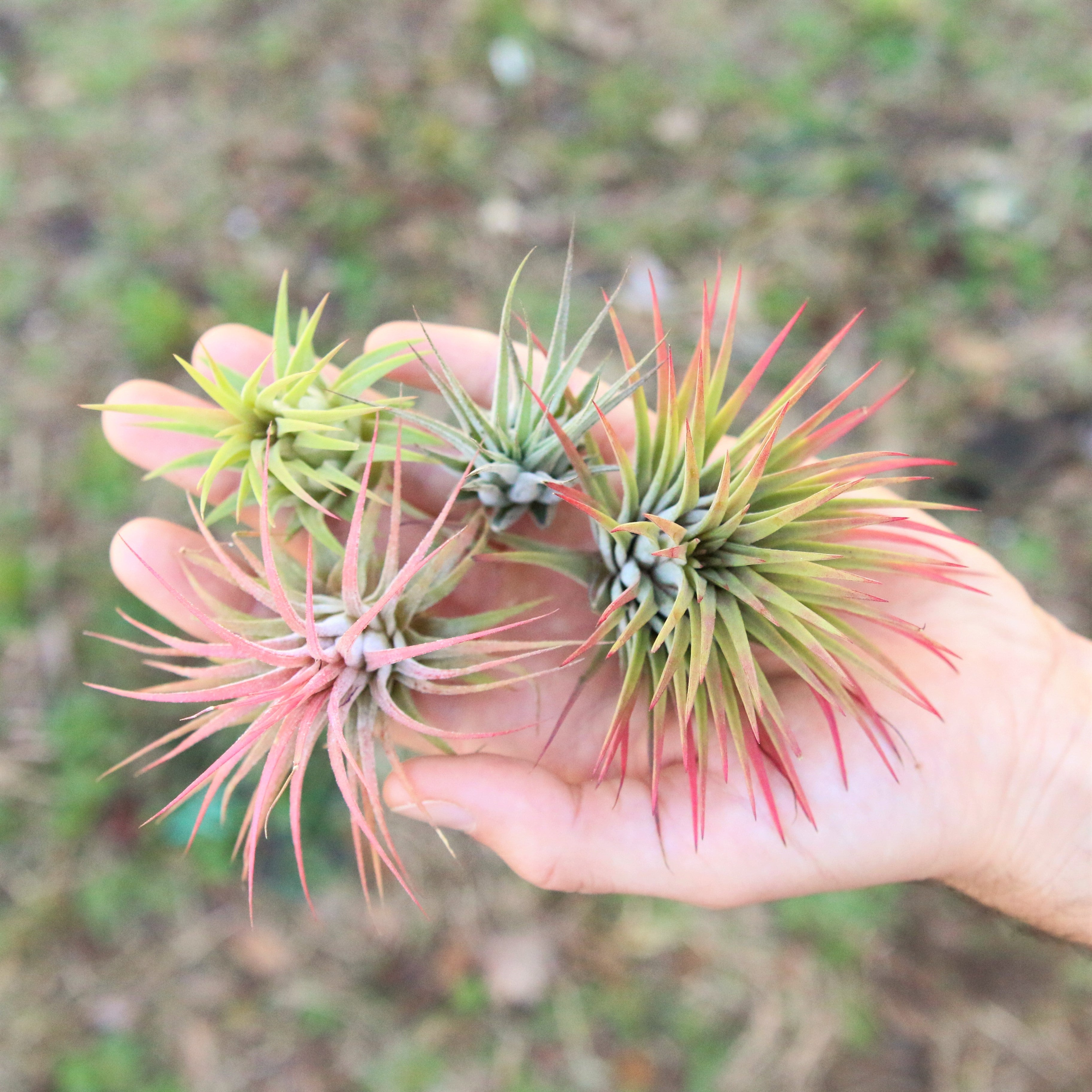ブロメリア・エアープランツ T. ionantha Extra Small Form ex. Groover Air Plants -Tillandsia Ionantha Variety - Save 60% – Air
